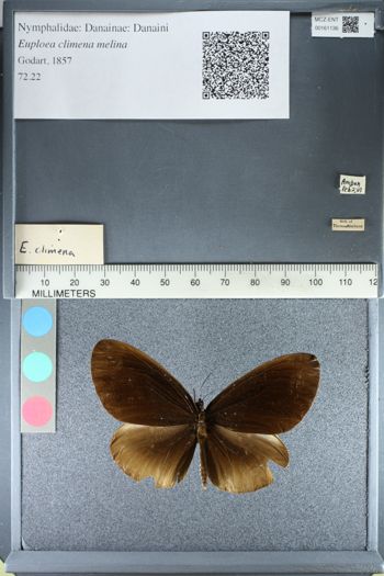 Media type: image;   Entomology 161136